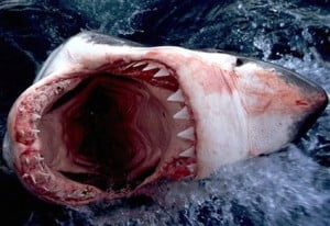 Shark Attack Survival Guide