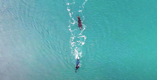 WaterBear swims with Format Factory short - Vimarsana News