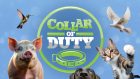 Collar of Duty, Season 3