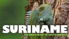 Suriname: The Green Heart of South America