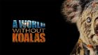 A World Without Koalas