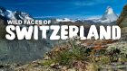 Wild Faces of Switzerland II